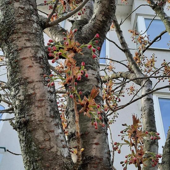 Japanische Blütenkirsche: Pflanze in der Natur in der NatureSpots App