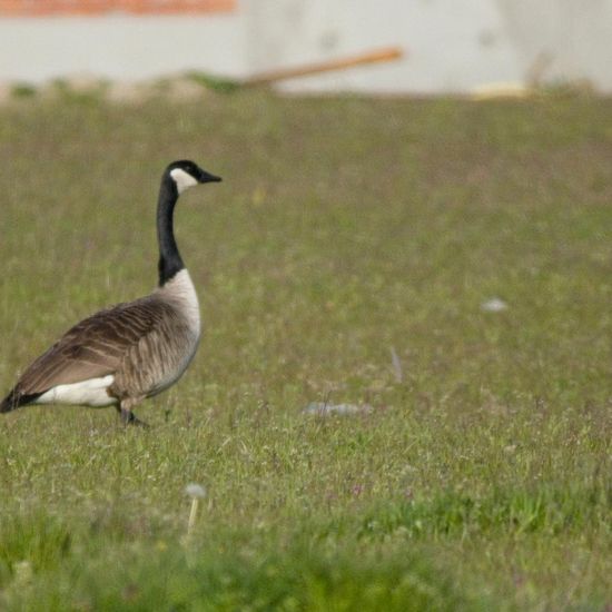 Canada Goose: Animal in habitat Agricultural meadow in the NatureSpots App