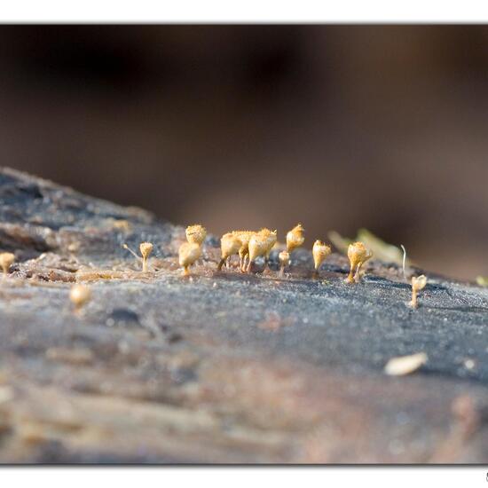 Eine unbekannte Art: Pilz im Habitat Wald in der NatureSpots App