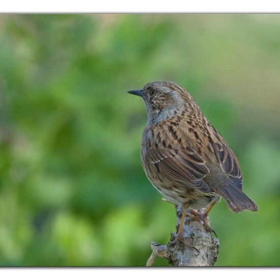 Dunnock: Animal in habitat Backyard in the NatureSpots App