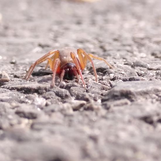 Großer Asseljäger: Tier im Habitat Strasse/Verkehr in der NatureSpots App