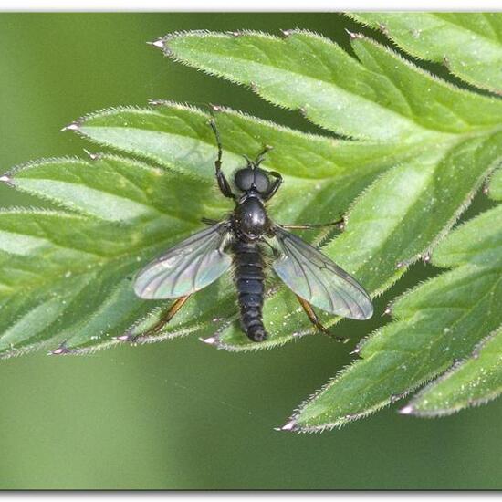 Bibio lanigerus: Tier im Habitat Grasland und Büsche in der NatureSpots App