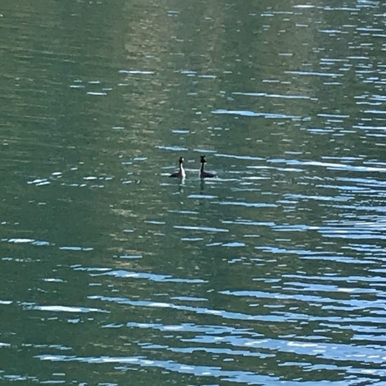 Great Crested Grebe: Animal in habitat Lake in the NatureSpots App