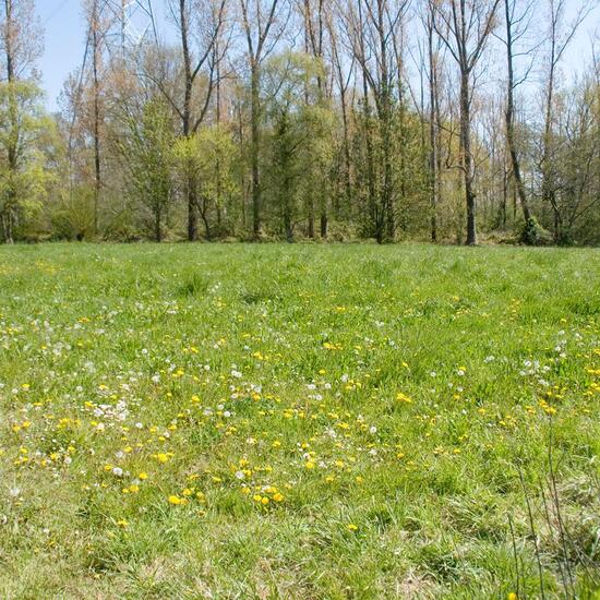 Landschaft: Grasland und Büsche im Habitat Halb-natürliches Grasland in der NatureSpots App