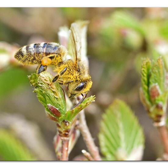 Apis mellifera: Animal in habitat Garden in the NatureSpots App