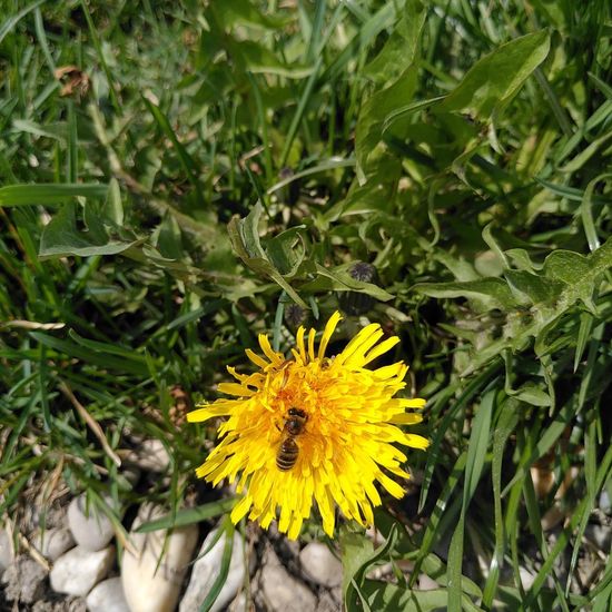 Gemeine Sandbiene: Tier im Habitat Halb-natürliches Grasland in der NatureSpots App