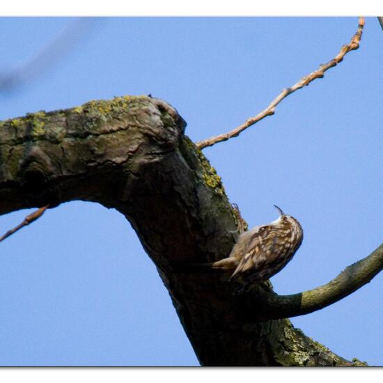 Short-toed Treecreeper: Animal in habitat Backyard in the NatureSpots App