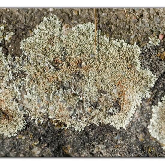 Lecanora muralis: Pilz im Habitat Strasse/Verkehr in der NatureSpots App