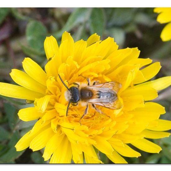 Andrena nitida: Tier im Habitat Grasland und Büsche in der NatureSpots App