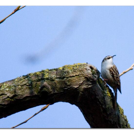 Short-toed Treecreeper: Animal in habitat Garden in the NatureSpots App