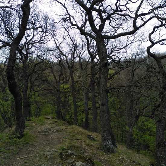 Traubeneiche: Pflanze im Habitat Wald der gemäßigten Breiten in der NatureSpots App