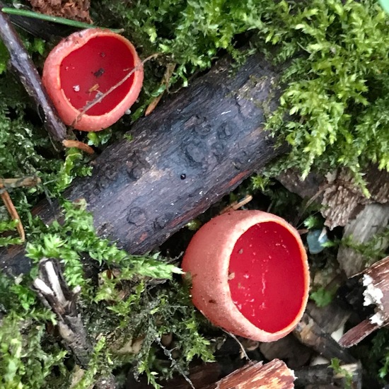 Sarcoscypha coccinea: Mushroom in habitat Temperate forest in the NatureSpots App