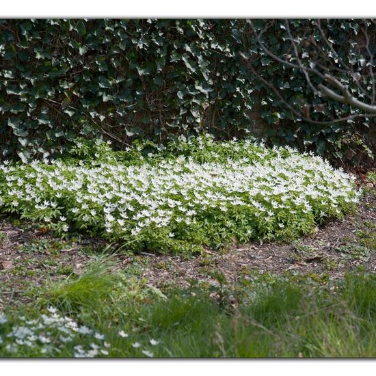 Wood Anemone: Plant in habitat Park in the NatureSpots App