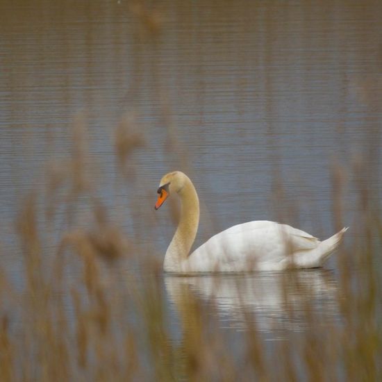 Höckerschwan: Tier im Habitat Teich in der NatureSpots App