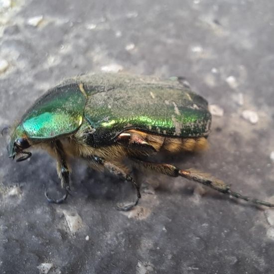 Goldglänzender Rosenkäfer: Tier in der Natur in der NatureSpots App