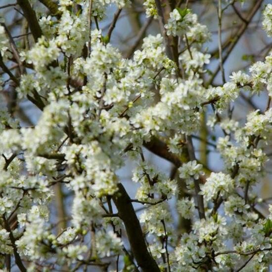 Eine unbekannte Art: Pflanze im Habitat Gartenkultur in der NatureSpots App