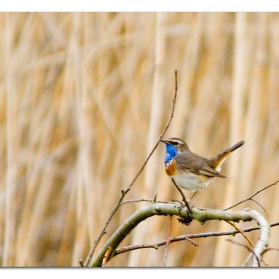 Blaukehlchen: Tier im Habitat Teich in der NatureSpots App