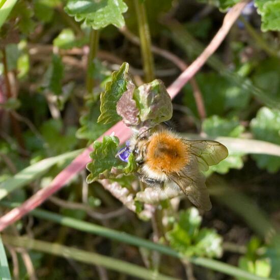 Ackerhummel: Tier in der Natur in der NatureSpots App