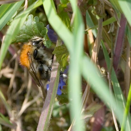 Ackerhummel: Tier in der Natur in der NatureSpots App