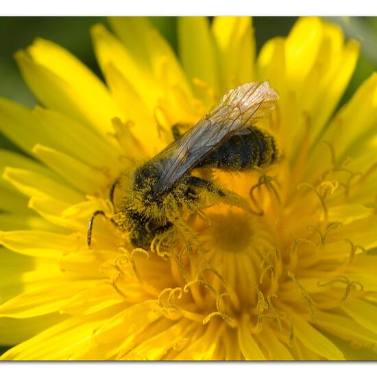 Andrena vaga: Animal in nature in the NatureSpots App