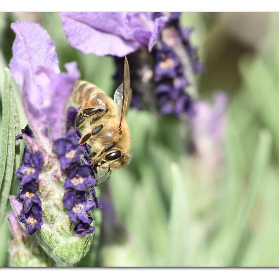 Westliche Honigbiene: Tier im Habitat Garten in der NatureSpots App