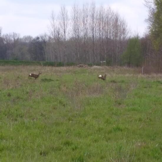 Roe deer: Animal in habitat Natural Meadow in the NatureSpots App