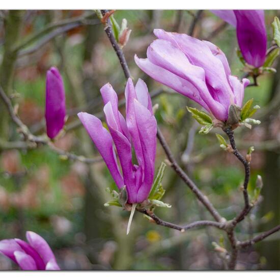 Magnolia primigenia: Plant in habitat Garden in the NatureSpots App