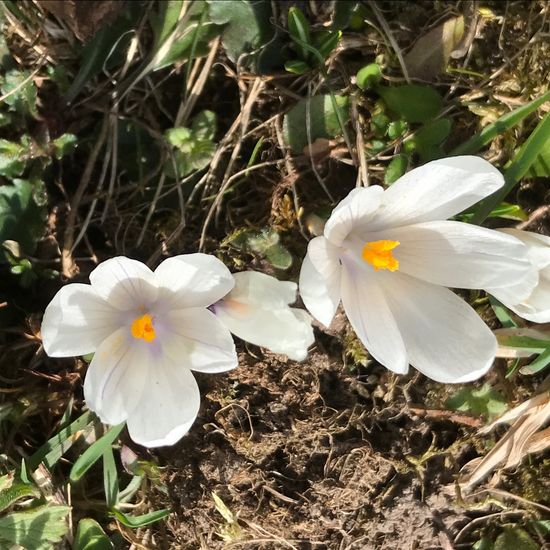 Frühlings-Krokus: Pflanze im Habitat Landwirtschaftliche Wiese in der NatureSpots App