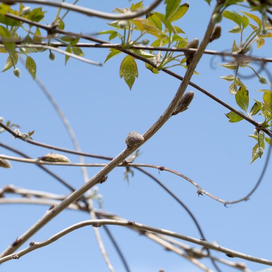 Landschaft: Stadt und Garten im Habitat Garten in der NatureSpots App