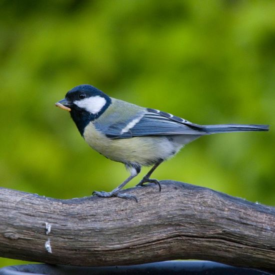 Great Tit: Animal in habitat Garden in the NatureSpots App