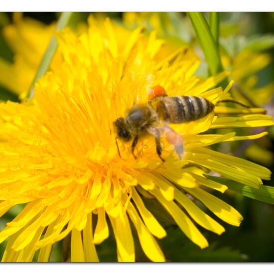 Westliche Honigbiene: Tier im Habitat Halb-natürliches Grasland in der NatureSpots App