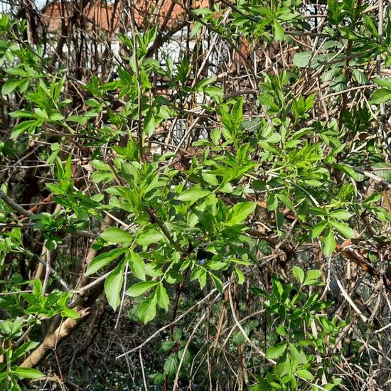 Sambucus nigra: Plant in nature in the NatureSpots App