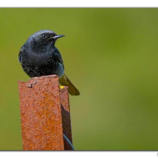 Black Redstart: Animal in nature in the NatureSpots App
