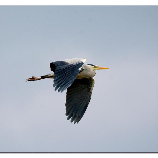 Grey Heron: Animal in habitat Freshwater in the NatureSpots App