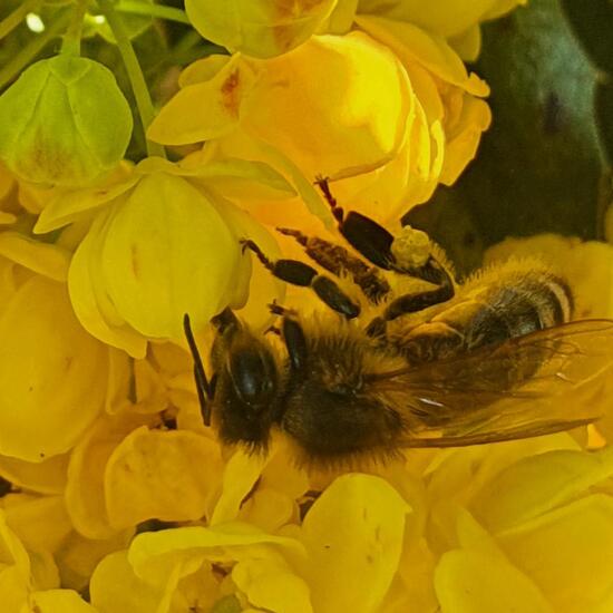 Westliche Honigbiene: Tier im Habitat Hecke/Blumenbeet in der NatureSpots App