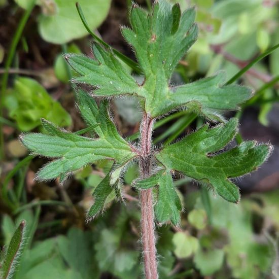 Ranunculus bulbosus: Plant in nature in the NatureSpots App