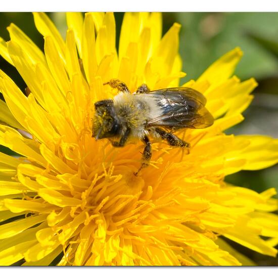 Andrena vaga: Animal in nature in the NatureSpots App