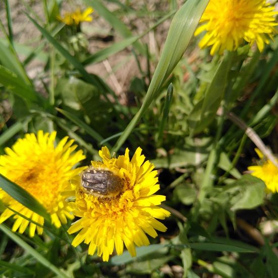 Trauer-Rosenkäfer: Tier im Habitat Halb-natürliches Grasland in der NatureSpots App