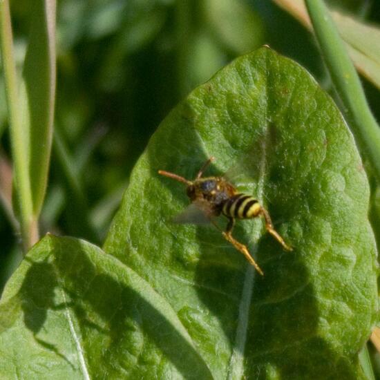 Rothaarige Wespenbiene: Tier in der Natur in der NatureSpots App