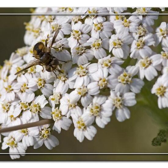 Ectophasia crassipennis: Tier im Habitat Grasland und Büsche in der NatureSpots App