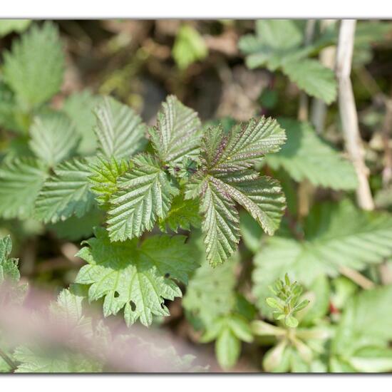 Echtes Mädesüß: Pflanze im Habitat Wald in der NatureSpots App