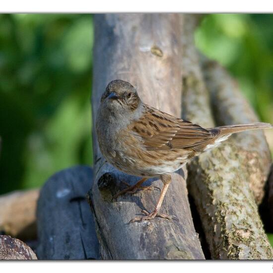 Heckenbraunelle: Tier im Habitat Hinterhof in der NatureSpots App