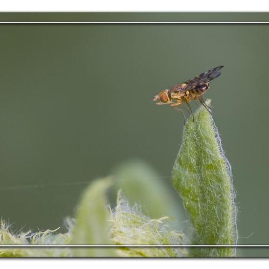 Myopites apicatus: Tier im Habitat Halb-natürliches Grasland in der NatureSpots App