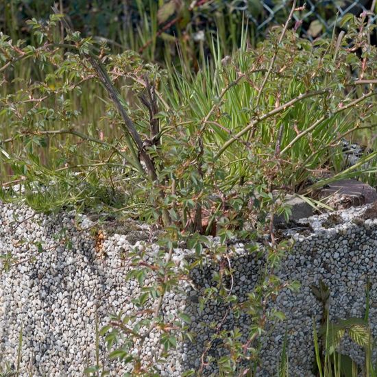 Landschaft: Stadt und Garten im Habitat Strasse/Verkehr in der NatureSpots App