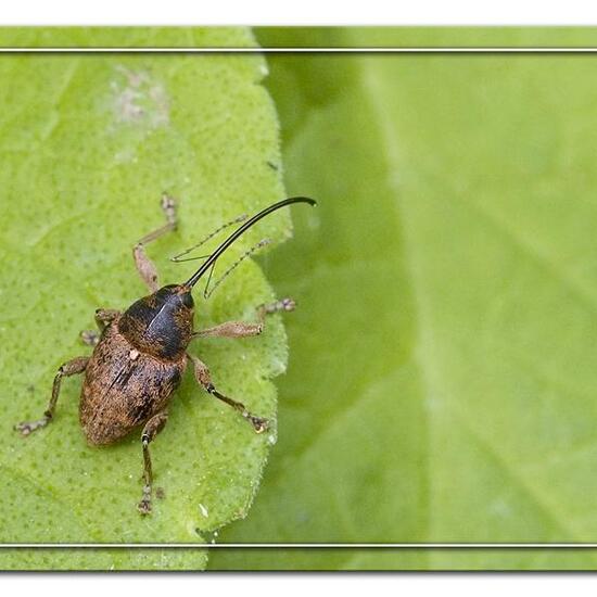 Curculio glandium: Animal in habitat Forest in the NatureSpots App