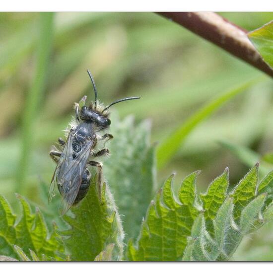 Andrena vaga: Animal in habitat Semi-natural grassland in the NatureSpots App