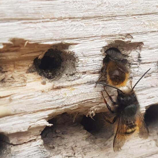 Gehörnte Mauerbiene: Tier im Habitat Park in der NatureSpots App