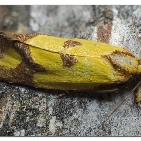 Agapeta zoegana: Tier im Habitat Garten in der NatureSpots App