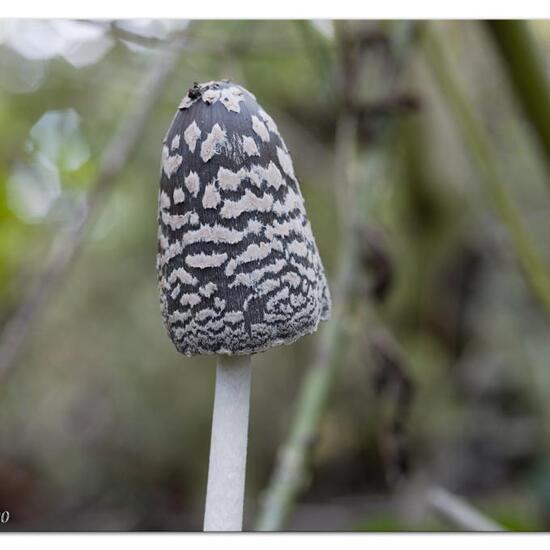 Specht-Tintling: Pilz im Habitat Strasse/Verkehr in der NatureSpots App