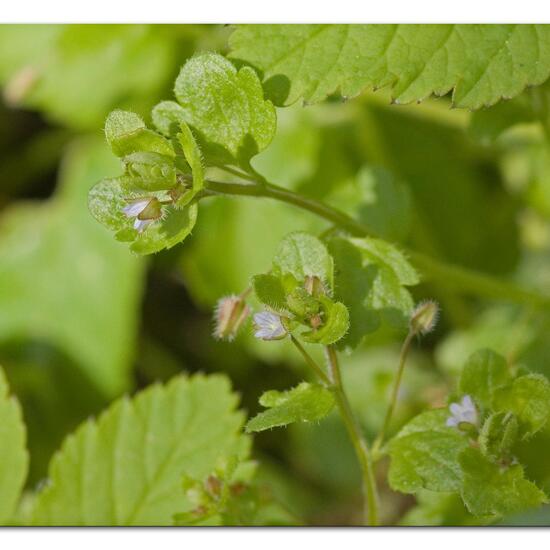 Ivy-leaved speedwell: Plant in habitat Grassland in the NatureSpots App